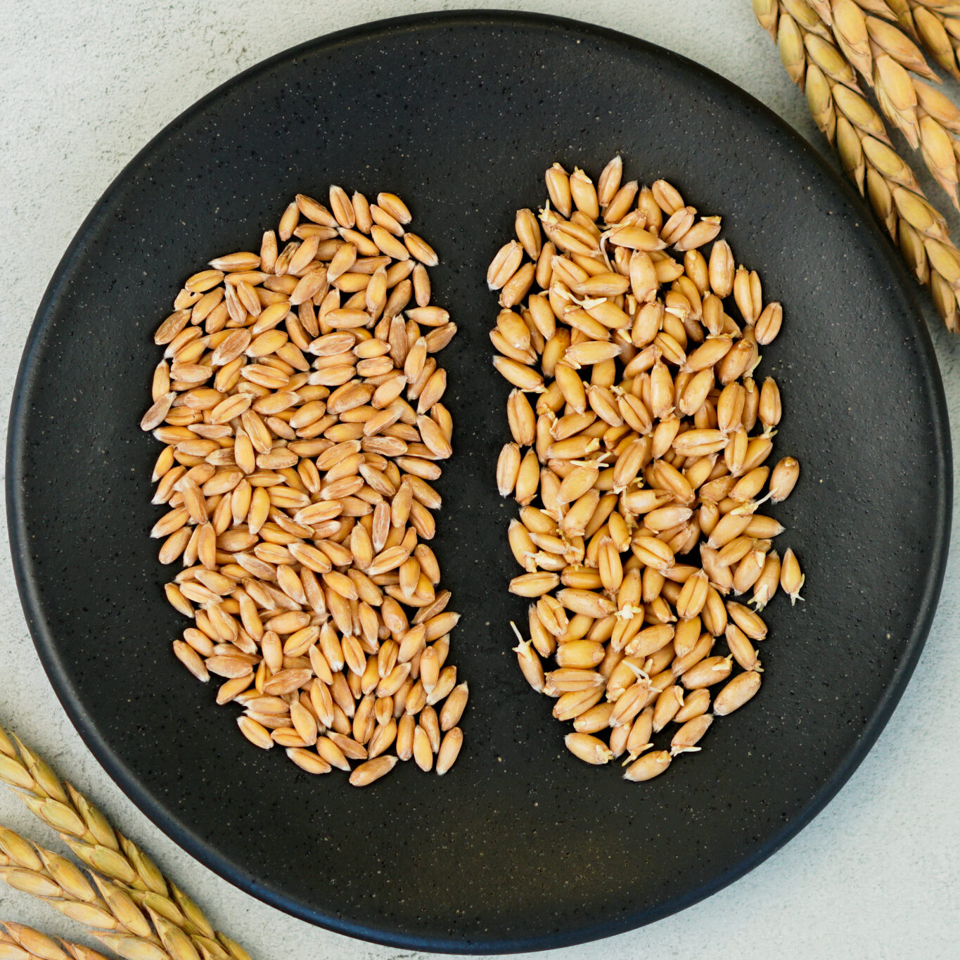 Sprouted spelt